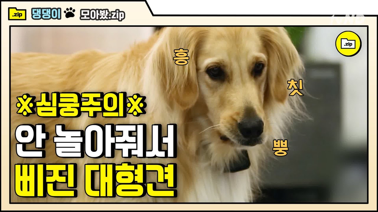 [#모아봤zip] 지금 오빠가 뭘 잘못했는데? 말해봐 | #대화가필요한개냥 | #Diggle