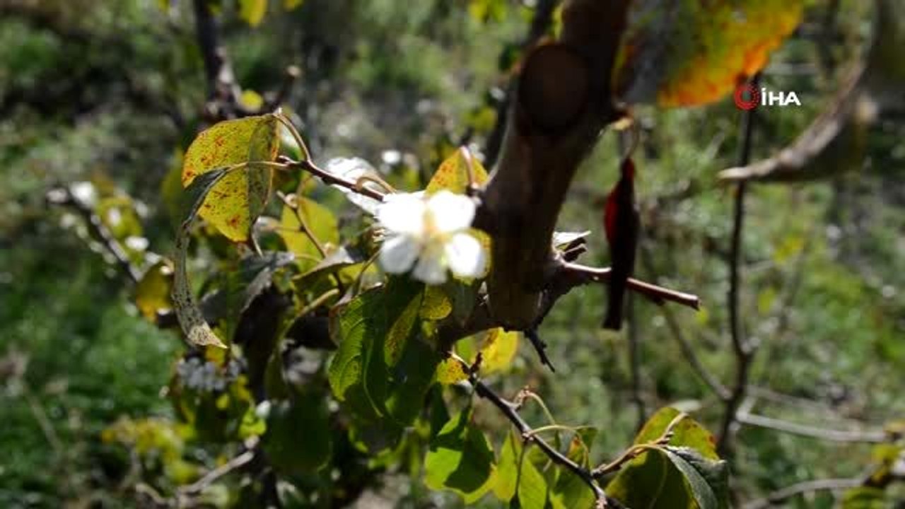 Meyve ağaçlarında endişelendiren görüntü