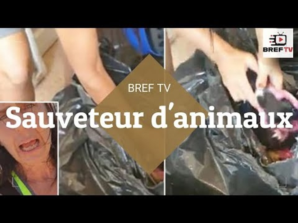 Un moment de réconfort pour un sauveteur d'animaux qui sauve 3 chatons jetés dans un sac poubelle