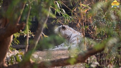 Tải video: 'NANDANKANAN ZOO' types of Animals Compilation _ Odisha