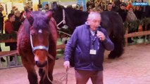 Un jour de Foire, une vidéo : connaissez-vous bien ces trois animaux ?