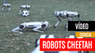 Robots Cheetah retozando en el campo