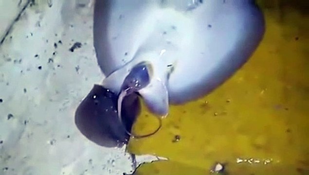 Ils aident une raie échouée à mettre bas et sauvent les petits