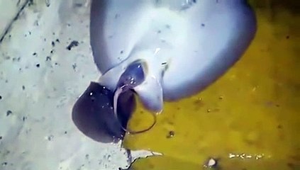 Ils aident une raie échouée à mettre bas et sauvent les petits