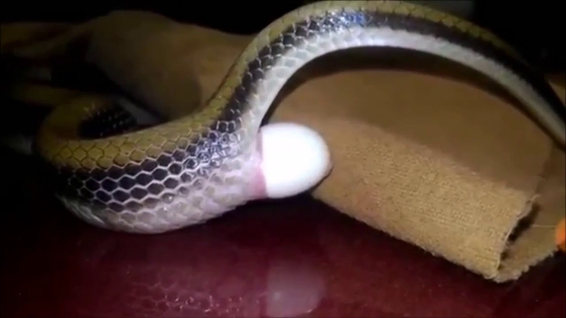 Avez Vous Deja Assiste A La Mise Bas D Un Serpent Oeuf Impressionnant Video Dailymotion
