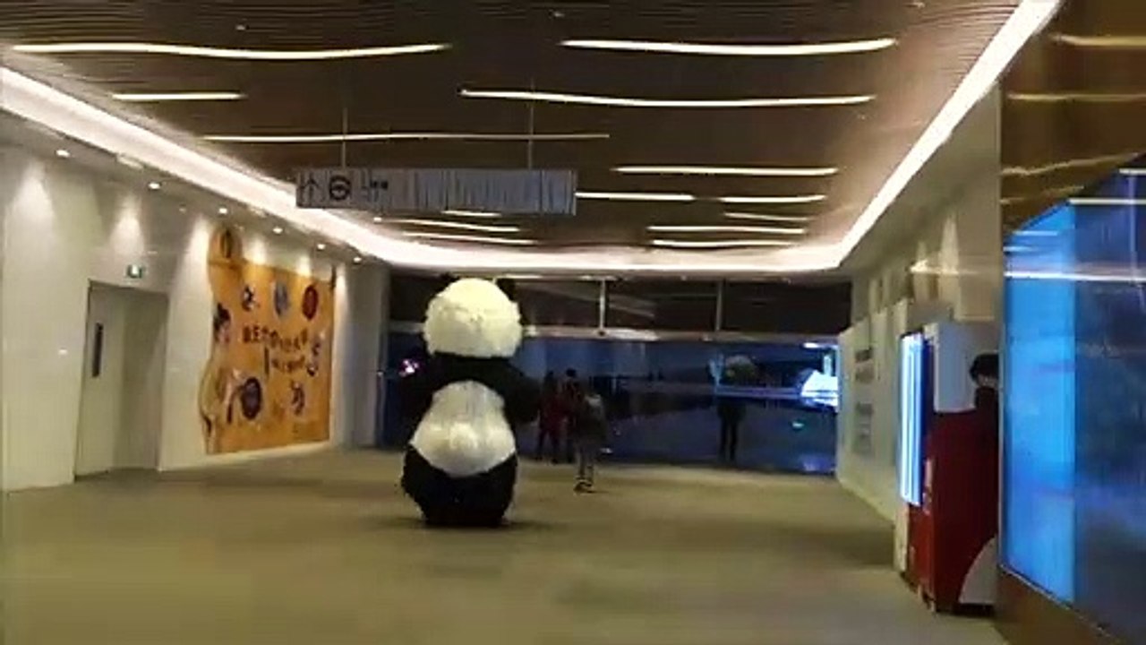 Panda à Shanghai