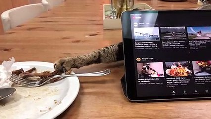 Sneaky Kitty Swipes Food from Behind Screen
