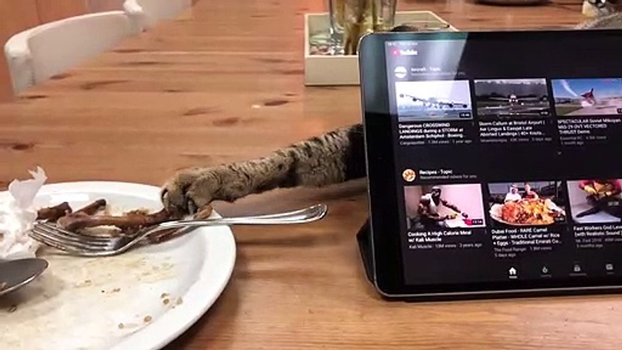 Sneaky Kitty Swipes Food from Behind Screen