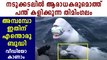 Beluga Whale Playing Rugby With Fans Got Filmed | Boldsky Malayalam