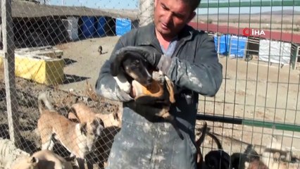 Her gün 250 köpeğin bakımını üstleniyor