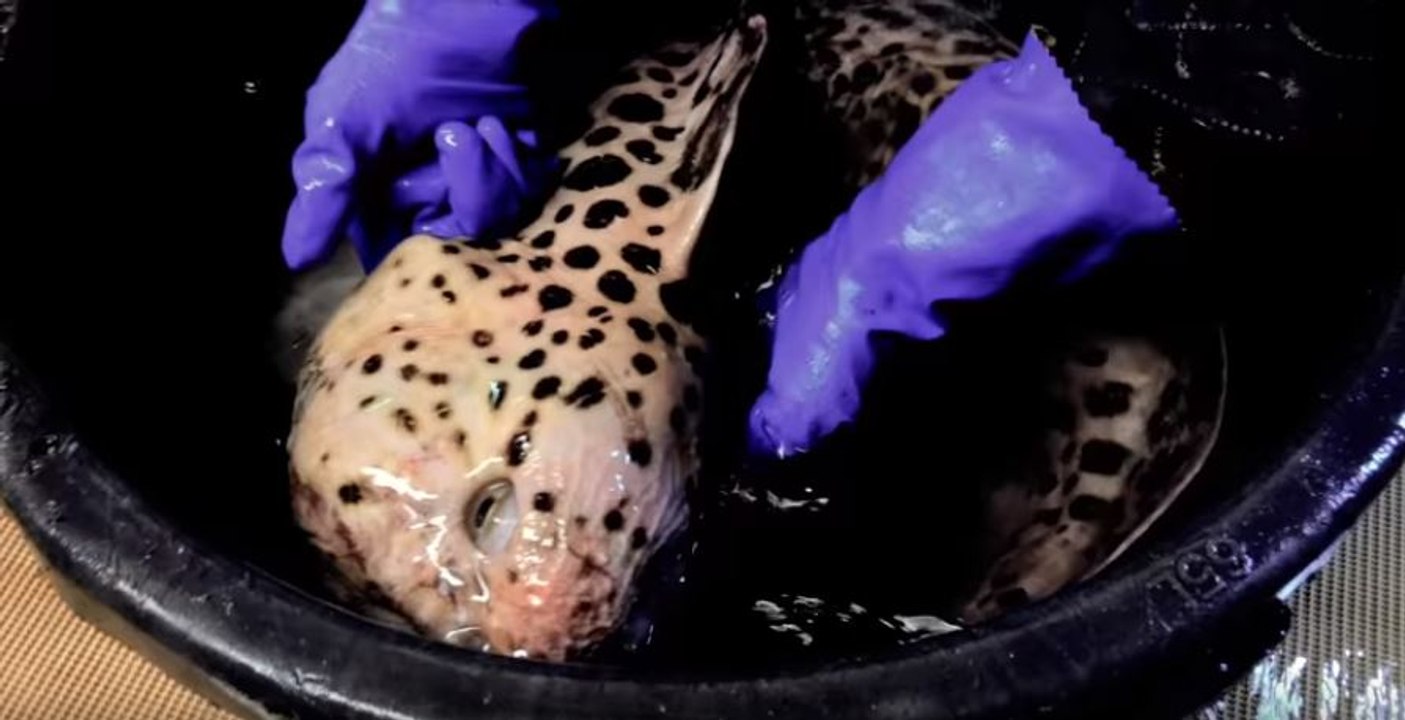 wolffish bites coke can after being decapitated | Oneindia Malayalam