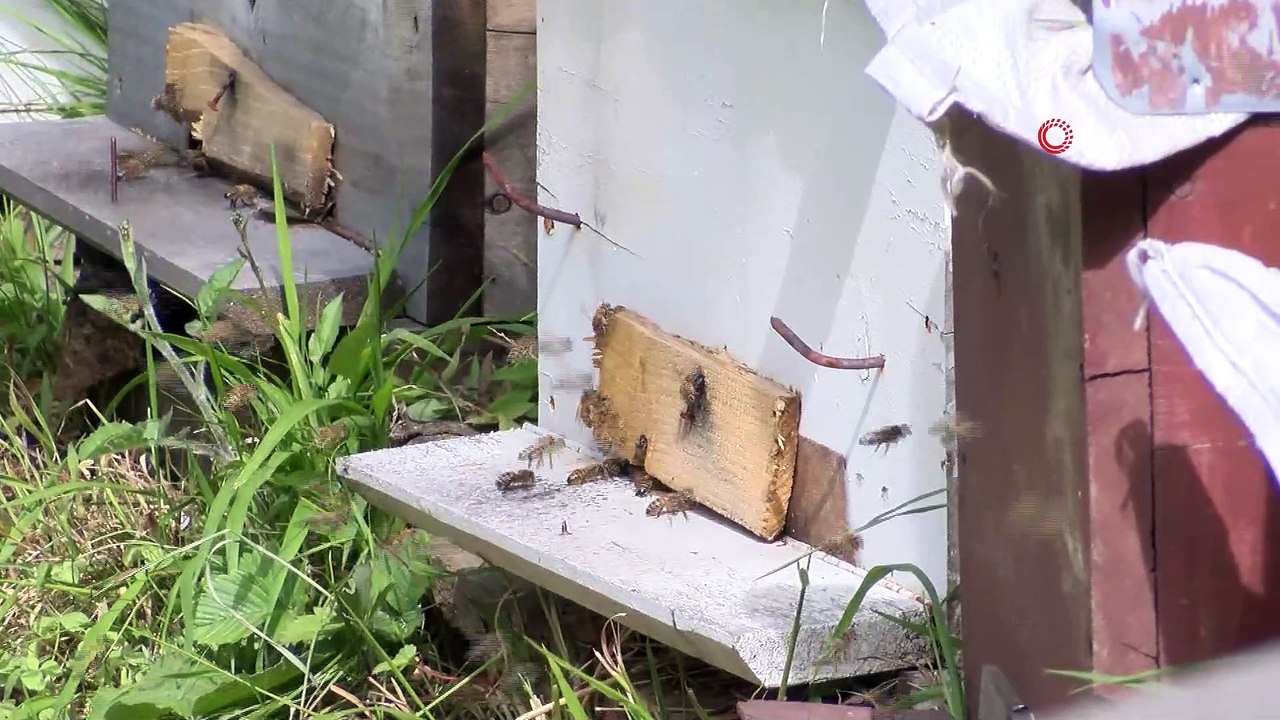 Bal üreticileri dertli: “Sahte bal yüzünden gerçek balı pazarlamada sıkıntı yaşıyoruz”