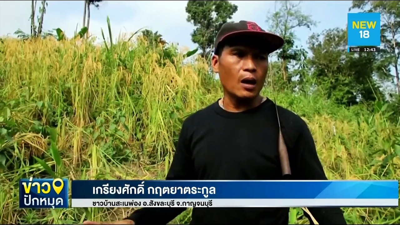 ชาวกะเหรี่ยงลงแขกเกี่ยวข้าวไร่ | NEW18