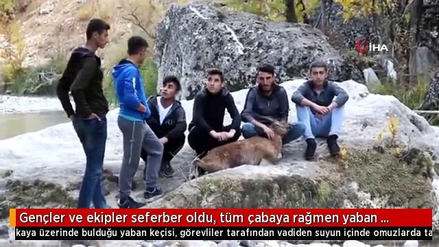 Gençler ve ekipler seferber oldu, tüm çabaya rağmen yaban keçisi kurtarılamadı