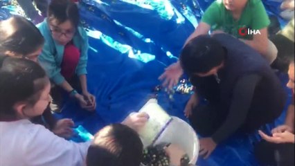 Okul bahçesinde zeytin hasadı