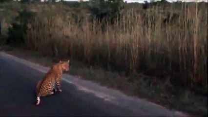 2 Leopards Together - 27 April 2019 - Kruger Sightings