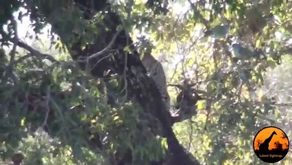 3 Leopards Lose Their Kill To A Crocodile - 1 September 2019 - Latest Sightings