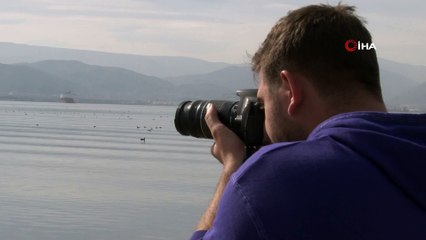 İzmit Körfezi, ‘kuş cenneti’ haline geldi