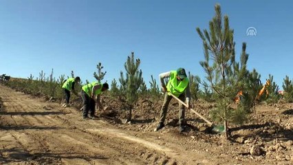 Milli Ağaçlandırma Günü (1)
