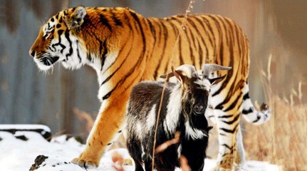The rare friendship with amur tiger and timur goat | Oneindia Malayalam