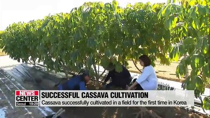 Cassava successfully cultivated in Chungcheongbuk-do Province