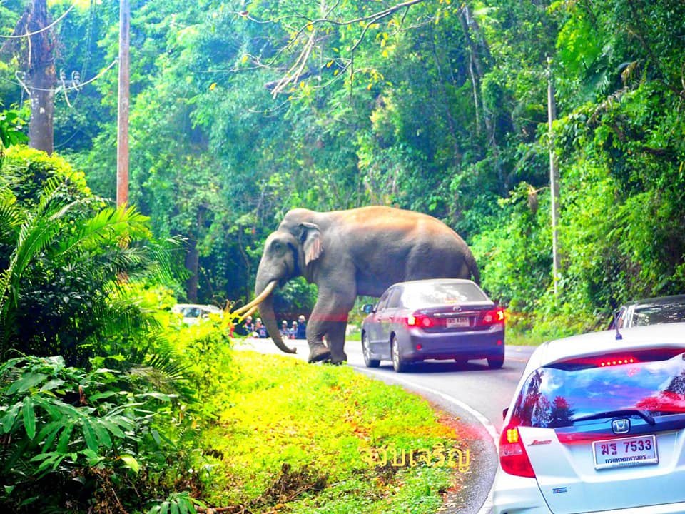 Elephant Tries to Sit on Car at Thailand’s Khao Yai National Park | Oneindia Malayalam