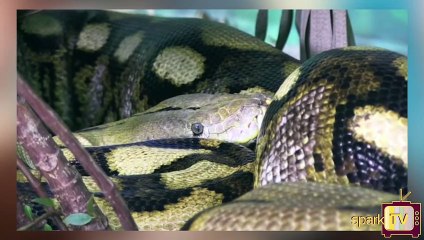 உலகின் மிகப்பெரிய பாம்பு இனங்கள்!