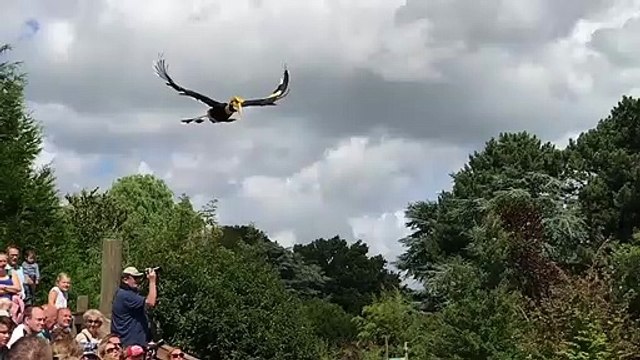 Cette vidéo montre la beauté d’un calao en vol qui nous fait penser à une scène de Jurassic Park