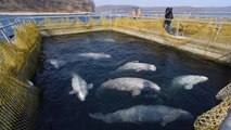 La polémica 'cárcel de ballenas' en el lejano oriente ruso libera a todas las belugas y orcas que tenían cautivas
