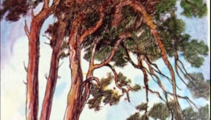 Winnie The Pooh camera panning test