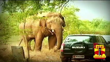 ஹீரோவாக மாற போகும் மக்களின் நண்பன் - 'சின்னத்தம்பி' யானை | Chinnathambi | Elephant