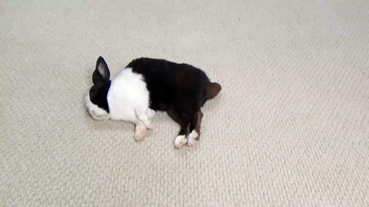 Ce lapin endormi fait automatiquement caca dès qu’on lui touche la queue.