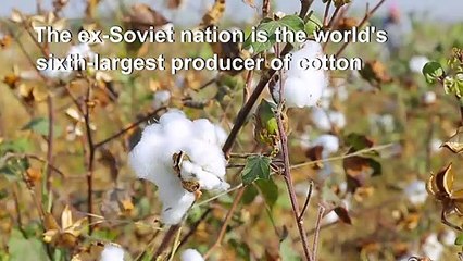 Uzbekistan looks to soften image of notorious cotton sector
