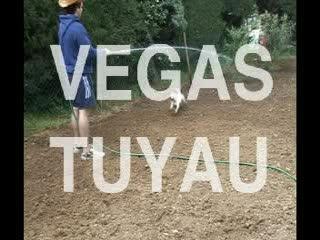 Le Jack Russell et le tuyau