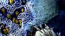 Strange disease threatens Caribbean coral reef