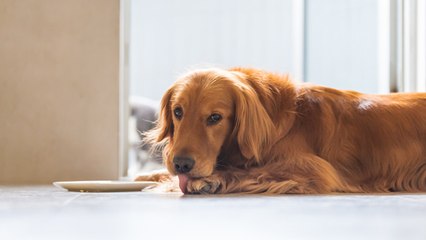 Video herunterladen: ¿Los perros se curan al lamerse?