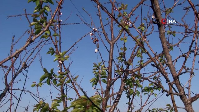 ‘Pastırma Yazı’ kayısı ağacına çiçek açtırdı..Bir yanı kış bir yanı bahar