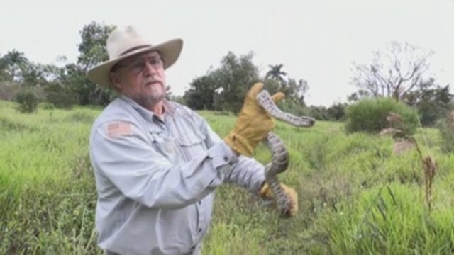 Cazar pitones, una terapia para el estrés postraumático de algunos veteranos