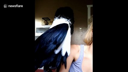 Unbelievable moment an African crow says 'I love you' to his owner
