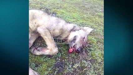 Report TV -Mat/ Kope ujqërish zbresin në fshat në mes të ditës