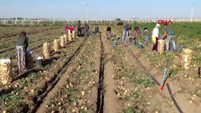 Niğde patates hasadı tamamlandı, çiftçiler ürünlerini depolara kaldırdı