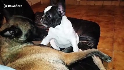 French bulldog is groomed by adopted Belgian shepherd mother
