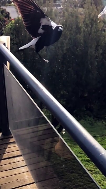 Amazing Mid-Air Catch