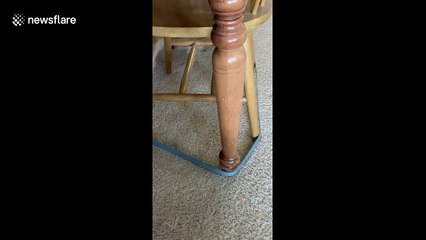 Corgi plays chase with its own lead around table legs