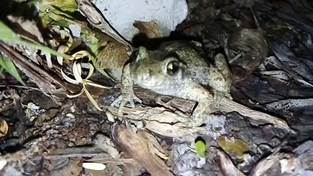 Un crapaud accoucheur perturbe le chantier de Nancy Thermal