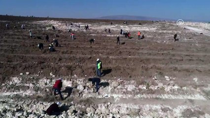 1 saatte en fazla fidan dikimi rekor denemesi tamamlandı - Drone - ÇORUM