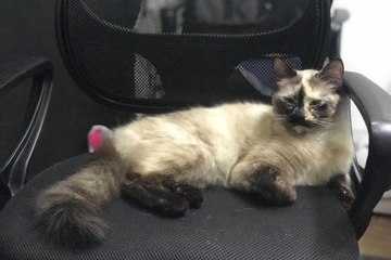 قطة تنقذ حياة طفل صغير