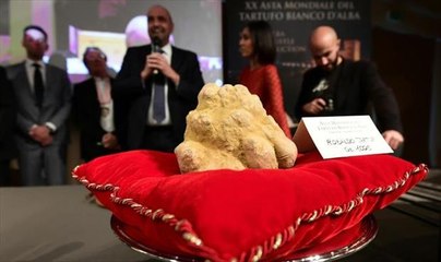 كمأة بيضاء عملاقة بسعر خيالي