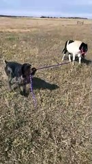 Wirehair Pointer Walks His Horse