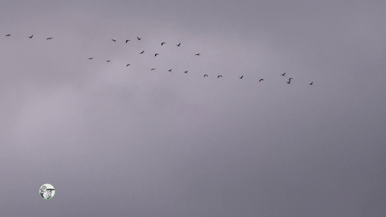 Migrations d'oiseaux. Novembre 2019